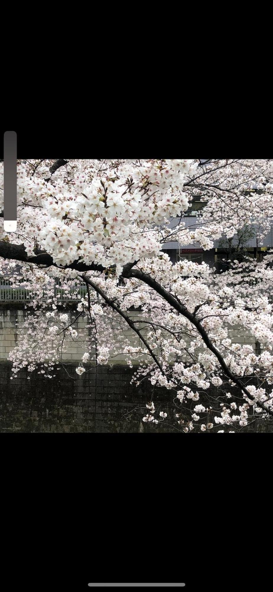 新宿庭院の屋-Shinjuku Garden Home -28 Square Meters King Size Bed Garden Room Tokio Buitenkant foto